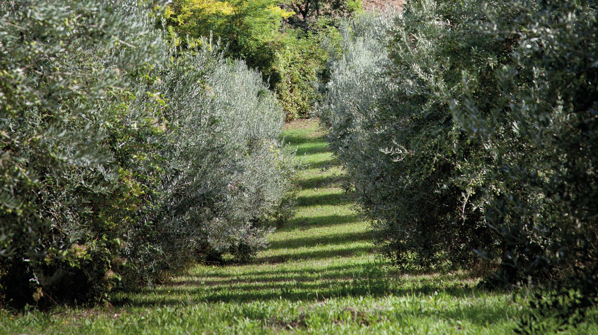 Filari di olivi e prato nell’uliveto Emozioneolio